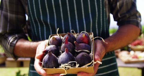 Farmer Holding Fresh Figs Box in Field - Download Free Stock Images Pikwizard.com