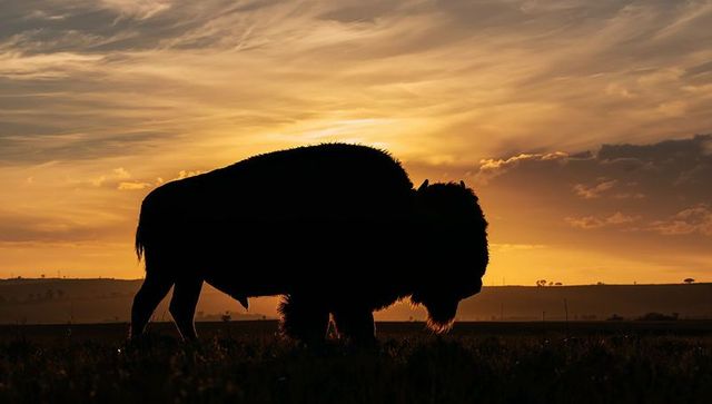 Silhouetted american bison standing on prairie horizon at golden sunset