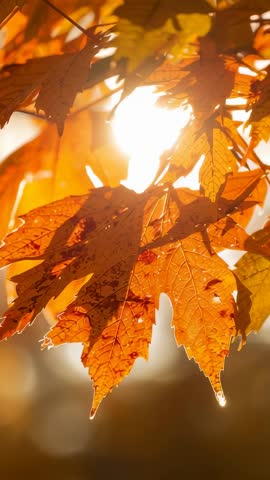 Swaying orange maple leaves backlit by golden sun, shedding droplets, tranquil autumn vertical video
