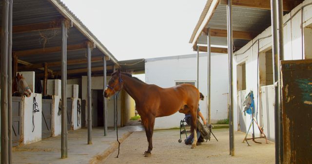 Stable with Horse and Farrier Shoe Maintenance - Download Free Stock Images Pikwizard.com