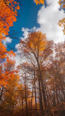 Vertical video of autumn forest with swaying orange leaves and drifting clouds under blue sky