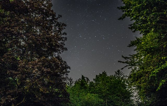 Contains a magnificent view of a starry night sky captured above forest trees. Ideal for use in astronomy blogs, stargazing promotions, nature photography websites, and educational materials about the night sky and forests.