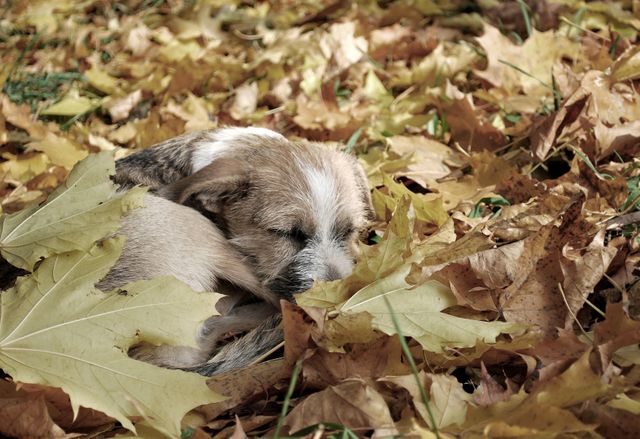 Adorable puppy curling up and sleeping on a bed of autumn leaves, creating a warm and peaceful scene. Ideal for use in seasonal campaigns, pet products designs, greeting cards, or social media content celebrating fall.