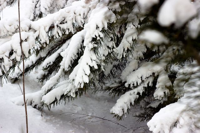 Snow-covered pine branches create a tranquil scene in an evergreen forest. This image can be used to illustrate winter themes, nature scenes, seasonal greetings, and outdoor activities during cold months.