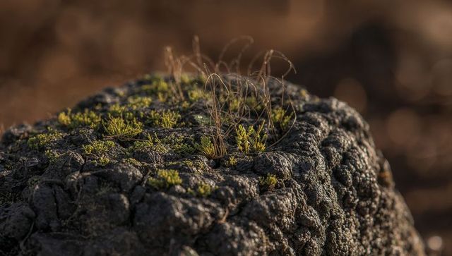 Moss and Succulents Emerging on Charred Stump in Warm Side-Lit Macro Detail