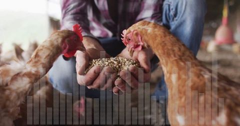 Farmer feeding chickens in countryside barn