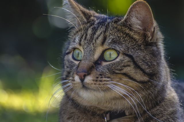 Image shows a close-up of an alert tabby cat with striking yellow eyes and prominent whiskers. Suitable for use in articles about pet care, veterinary services, cat behavior, or as visual content in animal-related blogs and websites. Can also be used in advertisements for pet products.