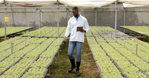 Scientist Inspecting Hydroponic Crops with Tablet in Greenhouse
