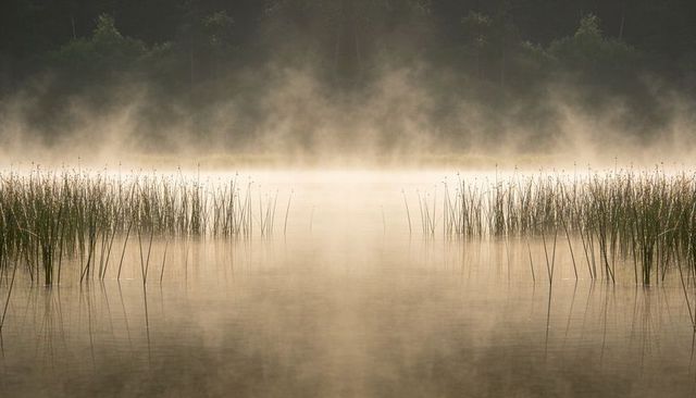 Mist rising over calm marsh reeds reflecting at dawn creating tranquil golden haze