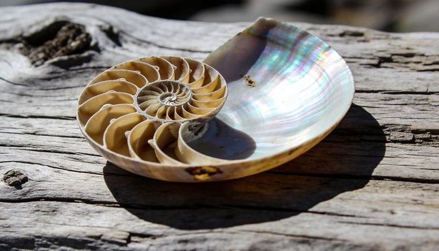Sunlit nautilus shell cross section showing spiral chambers and iridescent mother-of-pearl
