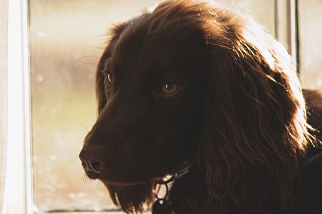A brown dog sitting calmly with warm sunlight casting a gentle glow from the window behind. The close-up shot highlights the dog's calm and friendly demeanor. Perfect for promoting pet care products, showing pet companionship, or showcasing domestic environment photography.