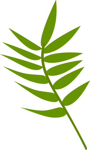 Tropical green frond leaves on transparent surface