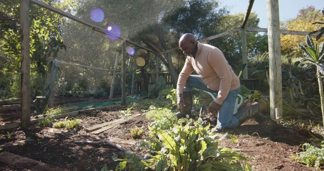Man is working in his vegetable garden in a backyard, planting or tending to vegetables on a sunny day. Ideal for articles or blogs about gardening, urban farming, outdoor activities, sustainable living, or healthy lifestyles. Can be used in brochures about community gardening programs, educational materials, or social media posts promoting home gardening.
