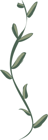 Climbing Vine with Olive Leaves Transparent Minimalist Design