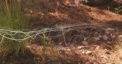 Nature Inspired Abstract Wave Composition in Woodland Setting