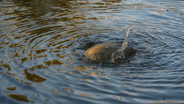 Rounded rock sending splash and circular ripples, creating golden sunlight reflections