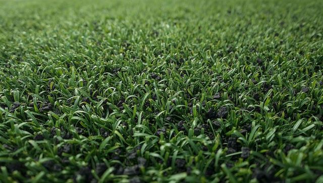 Dense green turf growing with dark soil clumps closeup macro of new lawn seedlings sprouting