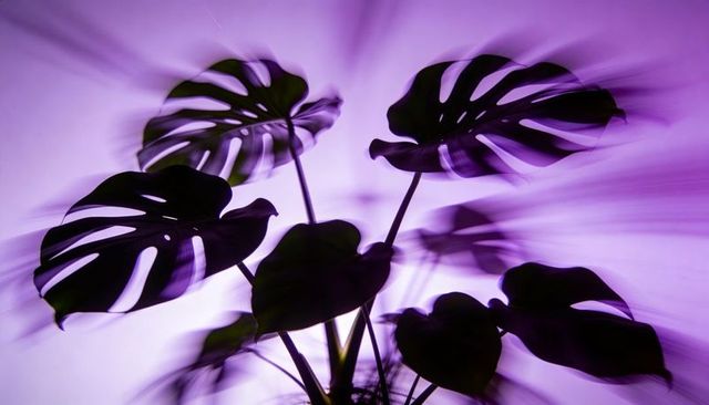 Purple backlit monstera silhouette with radiating light motion and split-leaf shadows