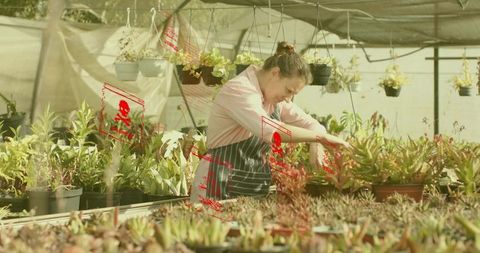 Woman gardener trimming succulents in bright greenhouse nursery with hanging pots