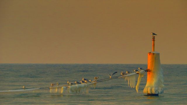 Seagulls Perched on Icy Harbor Marker at Sunset - Download Free Stock Images Pikwizard.com