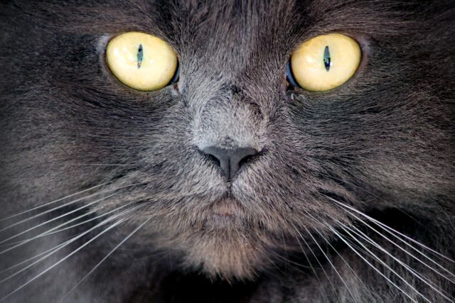 Close-Up of Black Cat with Yellow Eyes Looking Intently - Download Free Stock Photos Pikwizard.com