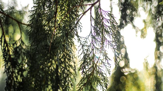 This serene image captures a close-up of pine needle branches bathed in soft sunlight, creating a tranquil atmosphere with bokeh lighting. It is ideal for use in nature-themed projects, environmental campaigns, or as a calming background for websites.