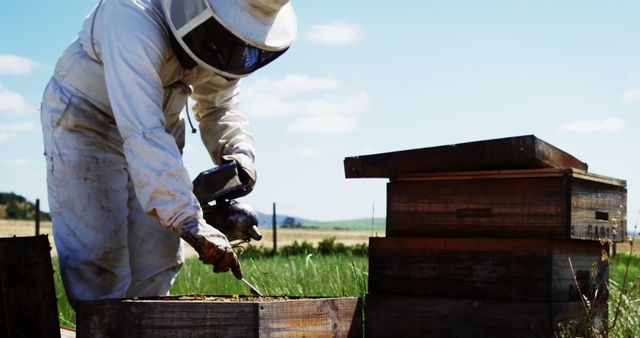 Beekeeper Inspecting Beehive on Bright Sunny Day - Download Free Stock Images Pikwizard.com