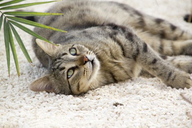 Tabby cat lies relaxed on a pebbled ground near a green plant, looking upwards. Great for use in pet care content, advertisements for cat products, and websites promoting animal relaxation and wellbeing.
