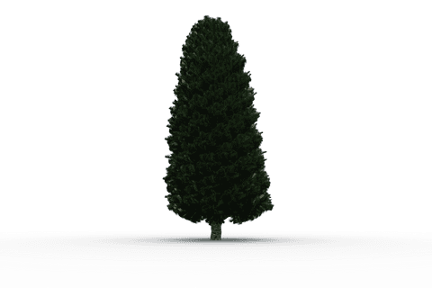 Transparent Isolated Tall Tree with Lush Green Foliage - Download Free Stock Videos Pikwizard.com