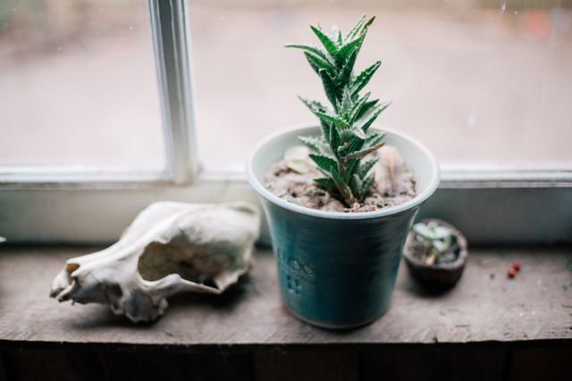 Potted Aloe Plant on Rustic Window Sill with Skull - Download Free Stock Photos Pikwizard.com