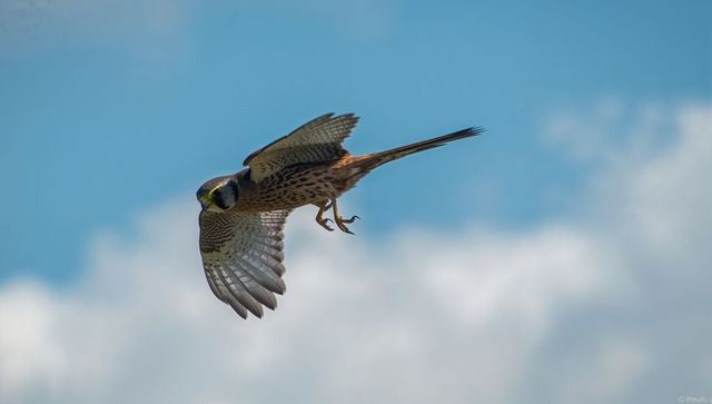 Soaring kestrel in flight displaying spread wings, extended tail and talons over blue sky