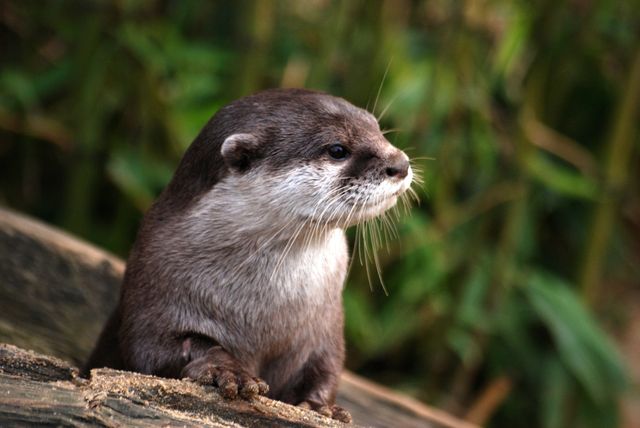 Otter resting on a log in its natural forest habitat. This image is perfect for use in wildlife conservation campaigns, educational materials about animals, or nature-themed print and web content.
