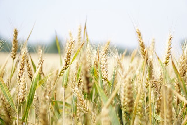 Close-up of a golden wheat field under a clear blue sky, showcasing ripe wheat ears swaying gently. Highlights the beauty of agricultural landscapes and can be used for promoting farming, rural lifestyles, food production, or harmony with nature.
