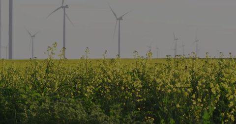 Wind Turbines and Yellow Flower Field Capturing Eco-friendly Scene