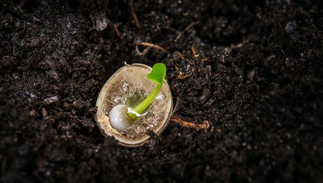 Sprouting seed pushing upward from cracked shell in rich potting soil closeup