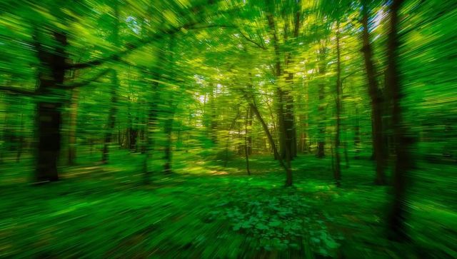 Radial motion forest with vibrant green canopy drawing viewer to sunlit central clearing