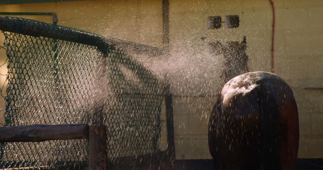 Horse Showering Under Spray on Sunny Day - Download Free Stock Images Pikwizard.com