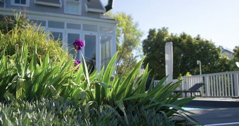 Single purple iris blooming by sunlit deck and pool in lush backyard garden oasis