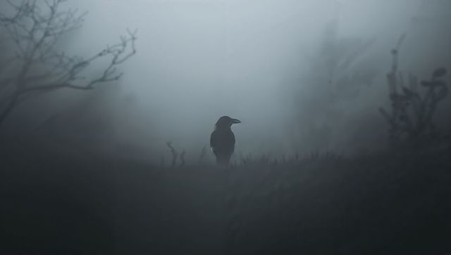Solitary Crow Perched on Misty Moorland Ridge During Foggy Sunrise