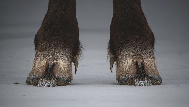 Cloven hooves standing on icy ground, close-up of fur, keratin ridges and frost detail