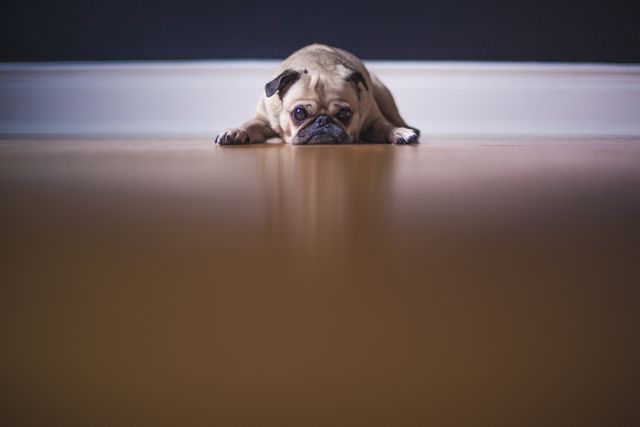 Sad pug lying on wooden floor with sad expression. Can be used for pet-related content, ads, greetings cards, social media posts or promotions for pet services.
