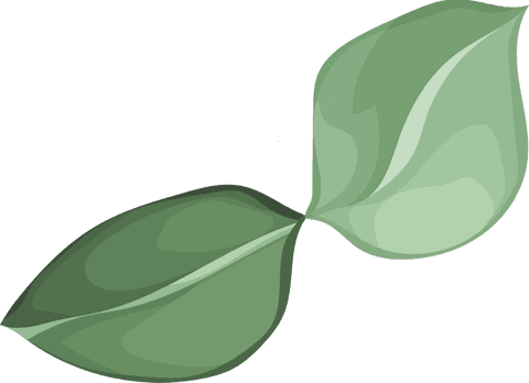 minimalist green leaves on transparent background for eco designs - Download Free Stock Videos Pikwizard.com