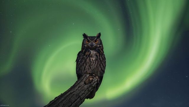 Perching horned owl under swirling aurora borealis over starry arctic night sky
