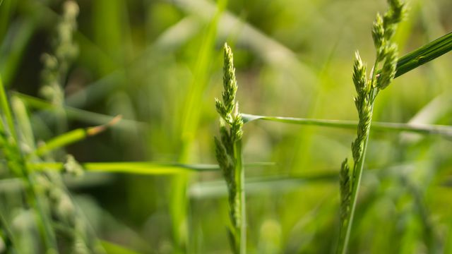 Close up of tall green grass in sunlight. The image focuses on the grass blades and stems, highlighting the details and vivid green colors. Ideal for use in environmental campaigns, nature and botanical articles, rural and agricultural themed marketing materials, or creating a natural and vibrant visual background.