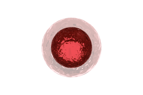 transparent red cell illustration in digital style - Download Free Stock Videos Pikwizard.com