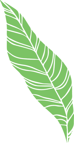 transparent stylized green banana leaf with dark veins - Download Free Stock Videos Pikwizard.com