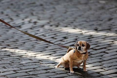 Small pug beagle mix on cobblestone street with leash