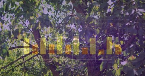 Forest Canopy with Translucent Bar Chart Overlay