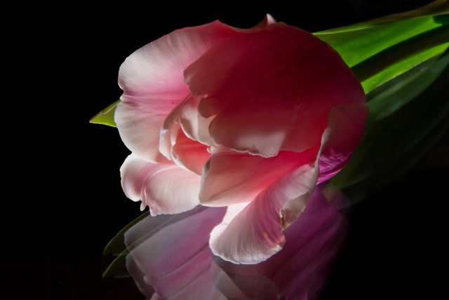 Close-Up of a Pink Tulip on Reflective Black Background - Download Free Stock Photos Pikwizard.com