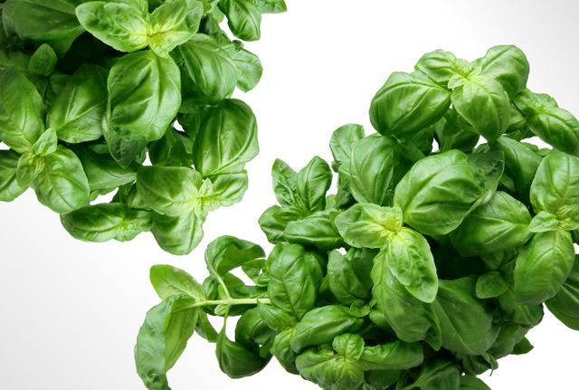 Fresh basil leaves on a white background are perfect for food blogs, culinary websites, and cooking magazines. Excellent for recipes, natural health articles, and organic gardening content.